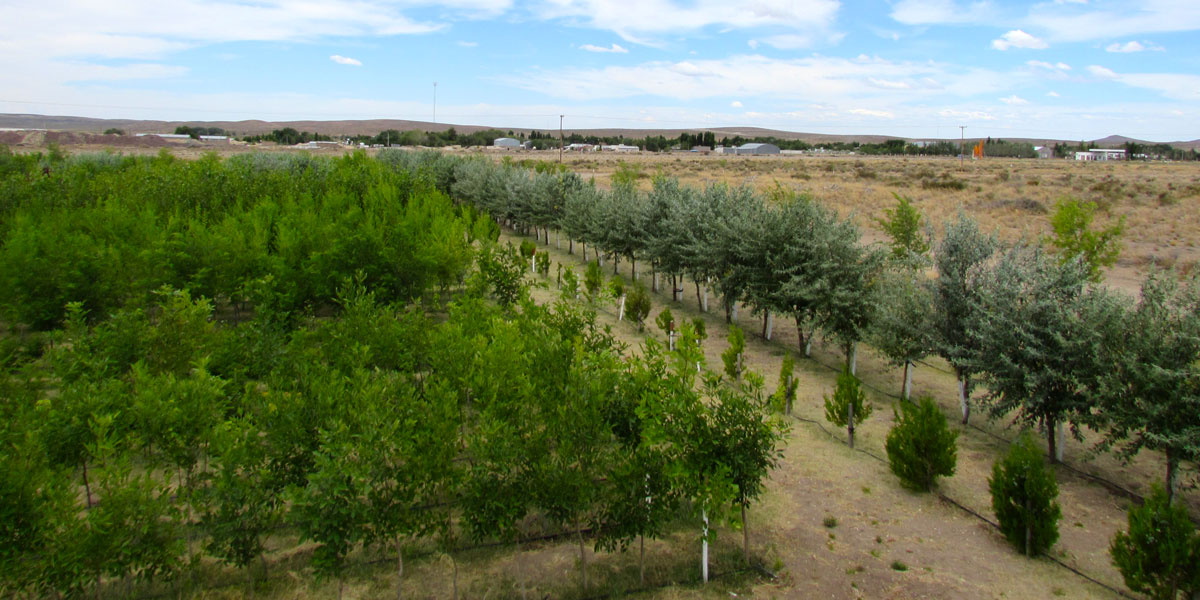 Lee más sobre el artículo Programa Forestal 25 años. Temporada forestación 2022.